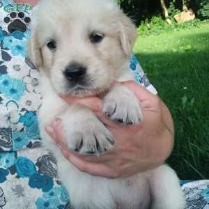 Picasso, English Cream Golden Retriever Puppy