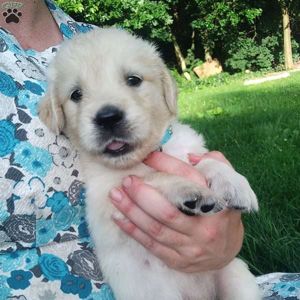 Picasso, English Cream Golden Retriever Puppy