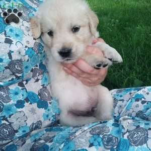Picasso, English Cream Golden Retriever Puppy