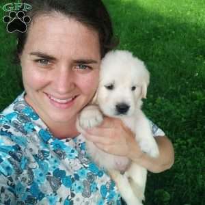 Pebbles, English Cream Golden Retriever Puppy