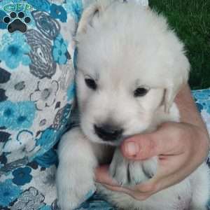 Pebbles, English Cream Golden Retriever Puppy
