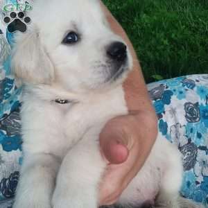 Pebbles, English Cream Golden Retriever Puppy