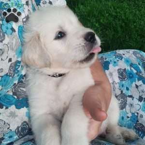 Pebbles, English Cream Golden Retriever Puppy