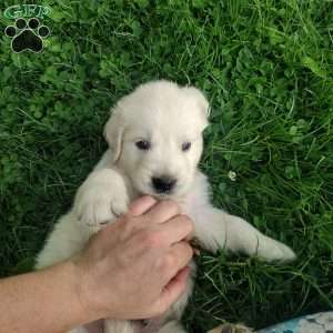 Pebbles, English Cream Golden Retriever Puppy