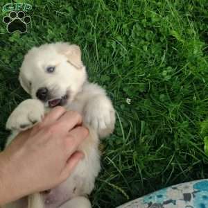 Pebbles, English Cream Golden Retriever Puppy