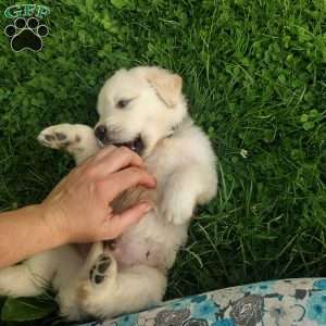 Pebbles, English Cream Golden Retriever Puppy