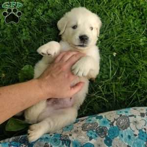 Pebbles, English Cream Golden Retriever Puppy