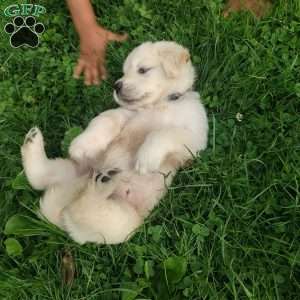 Pebbles, English Cream Golden Retriever Puppy