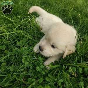 Pebbles, English Cream Golden Retriever Puppy