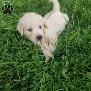 Pebbles, English Cream Golden Retriever Puppy