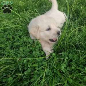 Pebbles, English Cream Golden Retriever Puppy