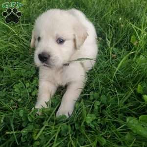 Pebbles, English Cream Golden Retriever Puppy