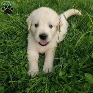 Pebbles, English Cream Golden Retriever Puppy