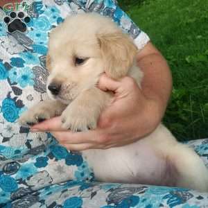 Prairie, English Cream Golden Retriever Puppy