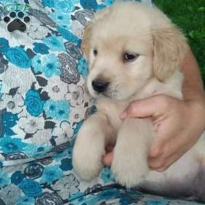Prairie, English Cream Golden Retriever Puppy