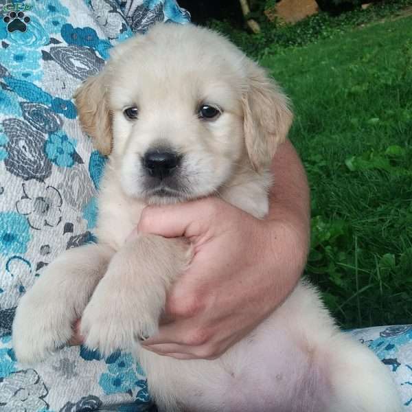 Prairie, English Cream Golden Retriever Puppy