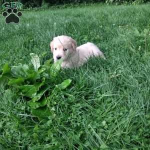 Prairie, English Cream Golden Retriever Puppy