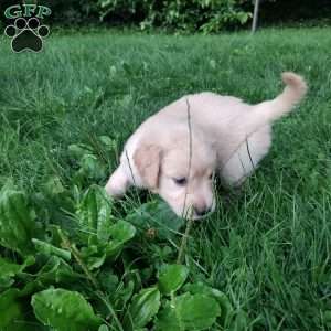 Prairie, English Cream Golden Retriever Puppy