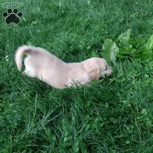 Prairie, English Cream Golden Retriever Puppy