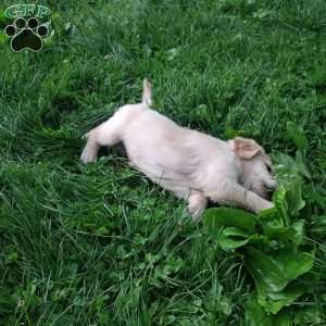 Prairie, English Cream Golden Retriever Puppy