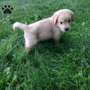 Prairie, English Cream Golden Retriever Puppy