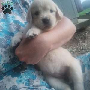 Pixie, English Cream Golden Retriever Puppy