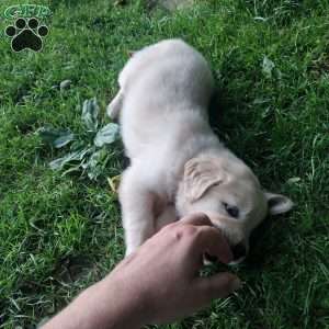 Pixie, English Cream Golden Retriever Puppy