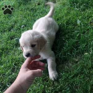 Pixie, English Cream Golden Retriever Puppy