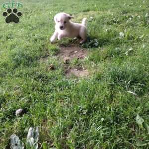 Pixie, English Cream Golden Retriever Puppy