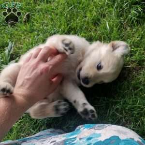Pixie, English Cream Golden Retriever Puppy
