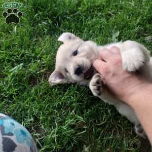 Pixie, English Cream Golden Retriever Puppy