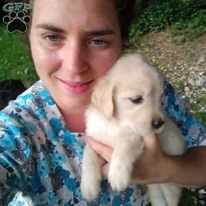 Pixie, English Cream Golden Retriever Puppy