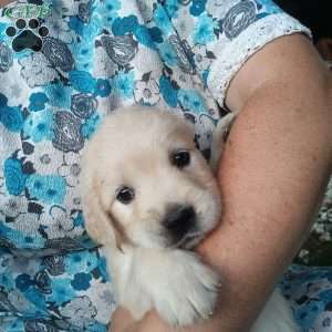 Pixie, English Cream Golden Retriever Puppy
