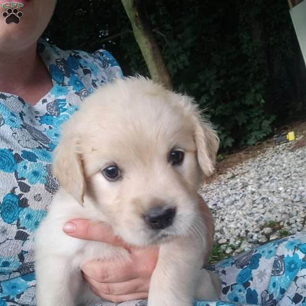 Pixie, English Cream Golden Retriever Puppy