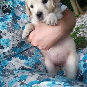 Pixie, English Cream Golden Retriever Puppy