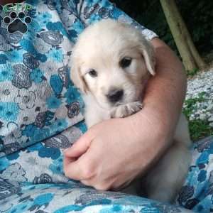 Pixie, English Cream Golden Retriever Puppy