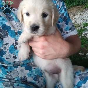 Pixie, English Cream Golden Retriever Puppy