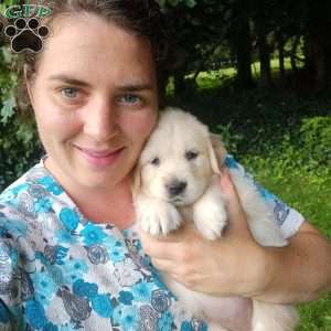 Poppy, English Cream Golden Retriever Puppy