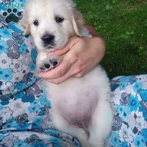 Poppy, English Cream Golden Retriever Puppy