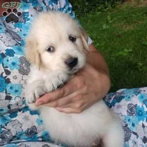 Poppy, English Cream Golden Retriever Puppy