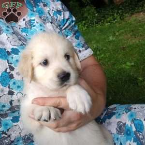 Poppy, English Cream Golden Retriever Puppy