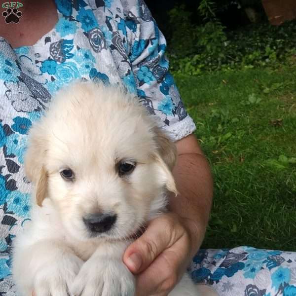 Poppy, English Cream Golden Retriever Puppy