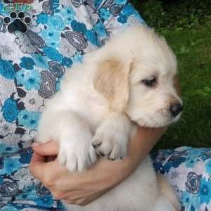 Poppy, English Cream Golden Retriever Puppy