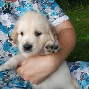 Poppy, English Cream Golden Retriever Puppy