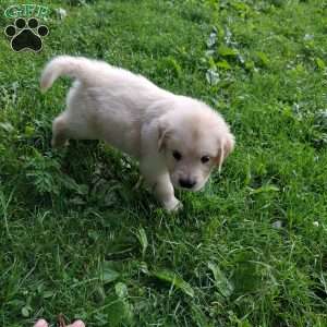 Poppy, English Cream Golden Retriever Puppy