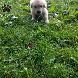 Poppy, English Cream Golden Retriever Puppy