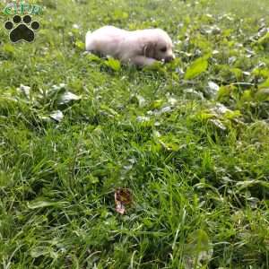 Poppy, English Cream Golden Retriever Puppy