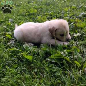 Poppy, English Cream Golden Retriever Puppy