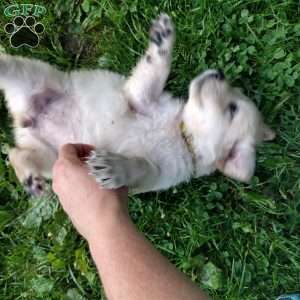 Poppy, English Cream Golden Retriever Puppy