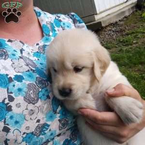Pepper, English Cream Golden Retriever Puppy